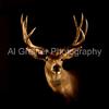 As of 3/8/2012 this is my favorite shot in any of my collections. This is a taxidermist mount of a magnificent deer I got in the Bighorn Mountains in 2007.