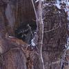 My wife and I thought this guy was a porcupine for quite a while because we always saw him from a distance and he was always on his way up into the hollow part of the tree above him. Then after the first snow, I left the dog at home and was able to sneak up on him.